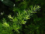 گیاه شویدی